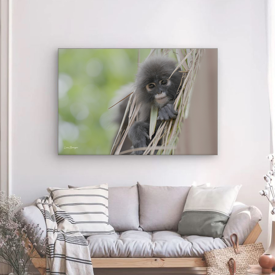 Disponible en plusieurs tailles, cette photo sur toile représente un singe de Malaisie, impression en haute qualité, toile montée sur cadre en bois.